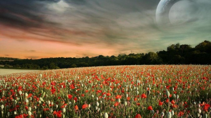 Golang与Rust哪个语言会是今后的主流？